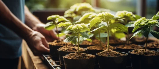 Fototapeten Gardener propagates and transplants young hydrangea plants at home © AkuAku
