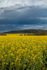 Canola Flowers/Fields in York Western Australia