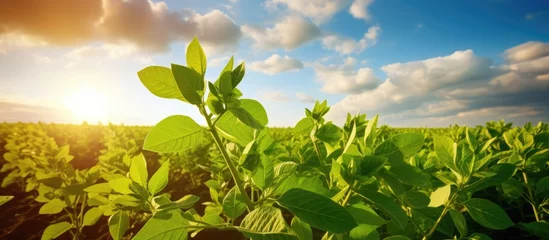 Papier Peint photo Herbe Close up of a lush soybean field representing a bountiful harvest in an agricultural landscape