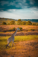 Wild African giraffe in Tanzania