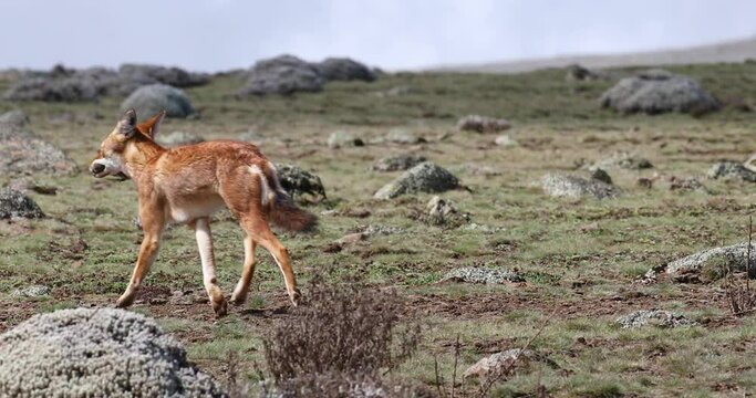 Rare endemic ethiopian wolf, Canis simensis, Sanetti Plateau in Bale mountains, Wolf with hunted Big-headed African mole-rat in mouth. Ethiopian wildlife. Only about 440 wolfs survived in Ethiopia