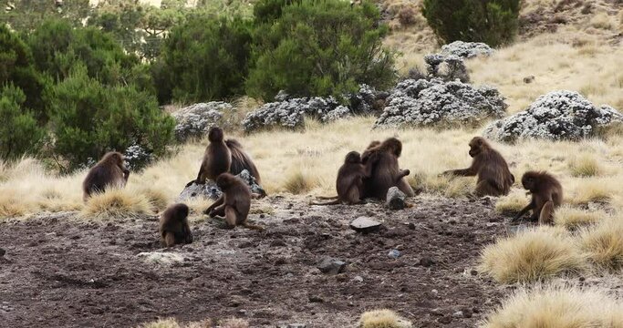 Group of endemic animal Gelada monkey. Theropithecus gelada, Simien Mountains, Africa Ethiopia wildlife