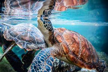 Green turtle going up for air - obrazy, fototapety, plakaty