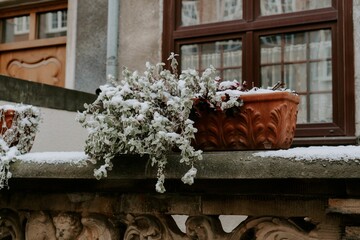Scenic winter view of potted plants on a ledge covered in snow