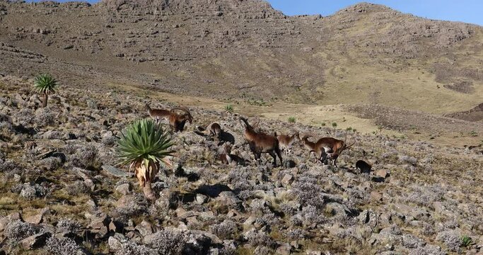 Herd of endangered very rare Walia ibex, Capra walie, one of the rarest ibex in world. Only about 500 individuals survived in Simien Mountains National park in Northern Ethiopia, Africa