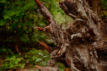 The texture and background of the brown bark of the tree