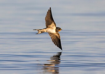 Fototapeta premium Barn swallow in mid-flight over a serene lake