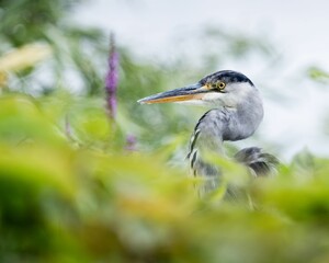 Grey heron bird standing in an outdoor wooded environment.
