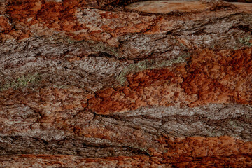 The texture and background of the brown bark of the tree