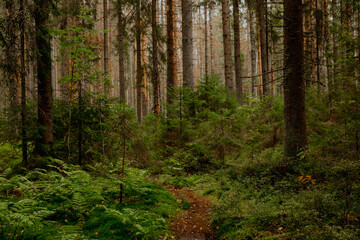 Landscape of beautiful pine forest in summer or autumn