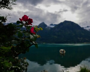 Boat sailing in front of a majestic mountain range, with red roses in the foreground