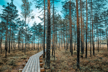 Footpath in the woods