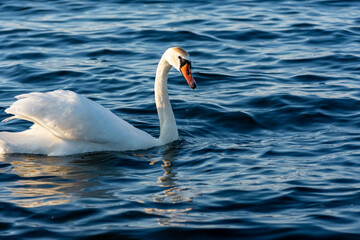Swan in the water