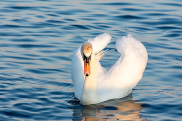 Swan in the water