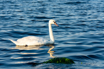 Swan in the water