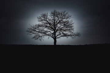 Silhouette of a tree
