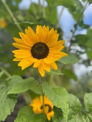 sunflower in the garden