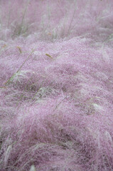 Bushy fuzzy soft pink plant