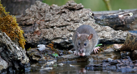 Brown rats down on the farm © Stephen