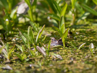 Common Frog Head in an Irban Poond