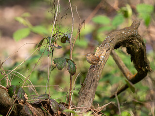 Wren perched on Tree Branch