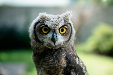 great horned owl