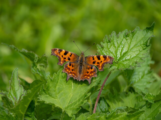 Comma Butterfly Resting with Wings Open
