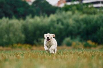Front view. Active puppy of golden retriever is running on the green field