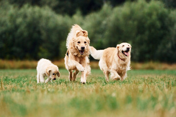 Three golden retrievers are running outdoors on the green field