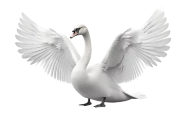 Foto auf Acrylglas Graceful Swan White bird Isolated on Transparent Background PNG. Generative AI © Haider