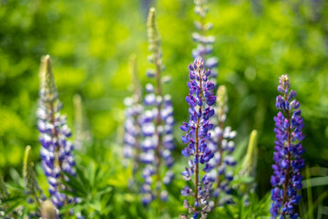 summer wild-growing blue-lilac lupine flowers with green leaves in the grass