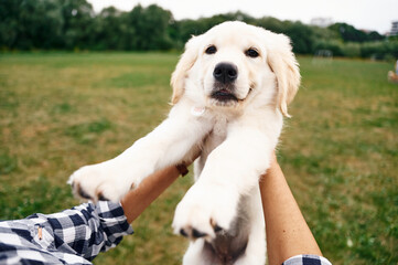 In the hands. Woman with cute little golden retriever dog is on the green field
