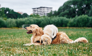 Two dogs are on the field outdoors. Adult and puppy golden retrievers