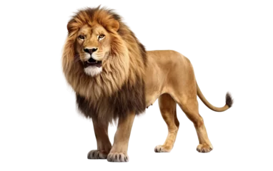 Raamstickers Kovu Brown Lion Isolated on Transparent Background PNG. Generative AI © Haider