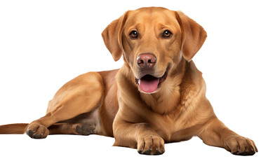Labrador Retriever Brown Dog Isolated on Transparent Background PNG. Generative AI - obrazy, fototapety, plakaty