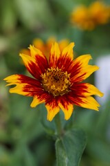 Blume