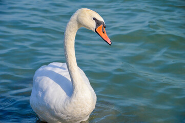 White swans on the water 