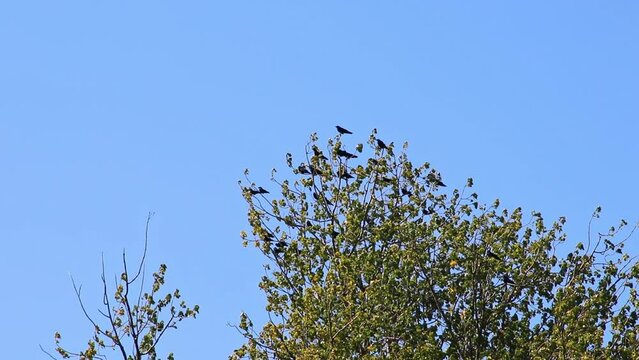 Many black ravens landing in tree crown as swarm of intelligent birds with cleverness in fairytale as common raven or corvus corax hunt with black wings as flying predators europe swarm intelligence