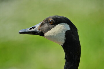 Obraz premium Canada goose head