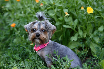 Cute dog photography, yorkshire terrier photo