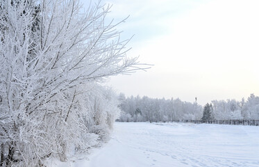 Foggy winter landscape.. Snow covered trees.