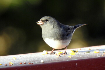 Dark Eyed Junco (Junco hyemalis) Backyard Bird of North America