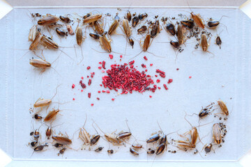 many cockroaches caught in the sticky trap, insect control at home, cockroach bait lured many big and small cockroaches into the sticky trap