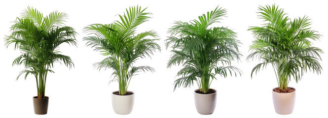 Tropical house parlor parlm plant in modern pot or vase isolated on transparent background generative ai