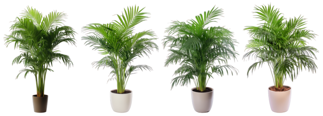 Tropical house parlor parlm plant in modern pot or vase isolated on transparent background generative ai