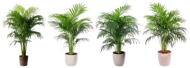 Möbelaufkleber Tropical house parlor parlm plant in modern pot or vase isolated on transparent background generative ai © Hixel