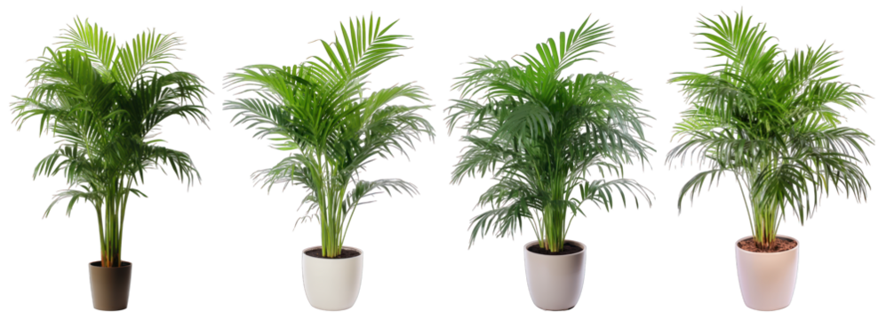 Tropical house parlor parlm plant in modern pot or vase isolated on transparent background generative ai