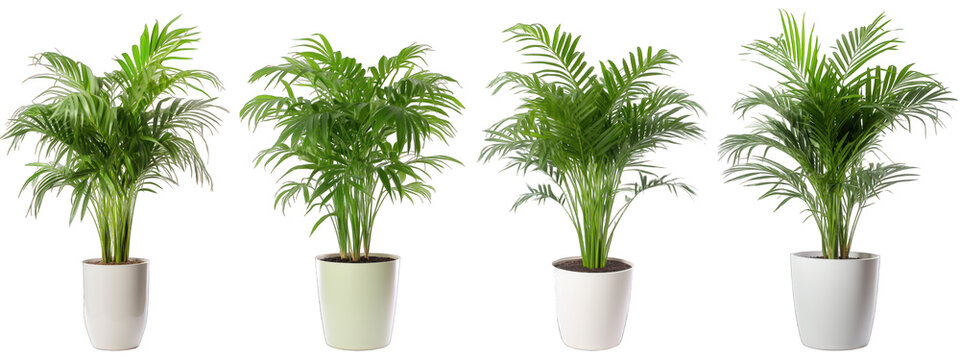 Tropical house parlor parlm plant in modern pot or vase isolated on transparent background generative ai