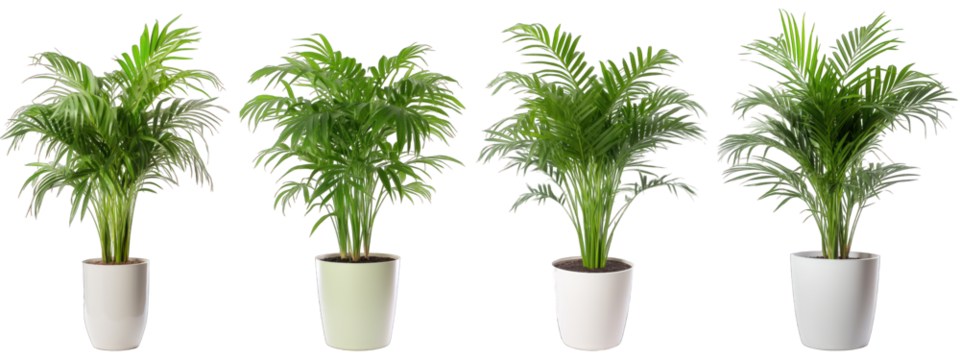 Tropical house parlor parlm plant in modern pot or vase isolated on transparent background generative ai