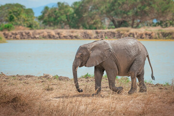Fototapeta premium African Elephant in the wild